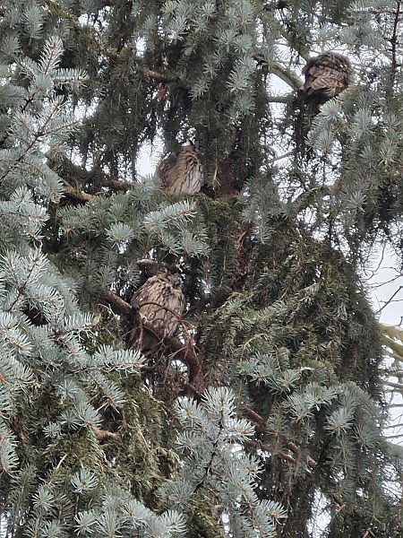 Hibou moyen-duc  - Tomasz Zarzycki