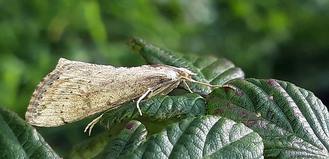 Evergestis isatidalis  - Michele Cento