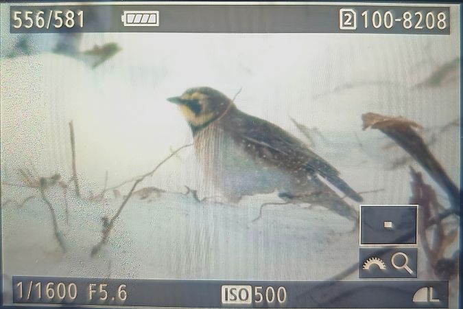 górniczek  - Michał Polakowski