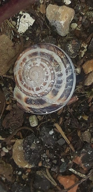 Eobania vermiculata  - Michele Cento