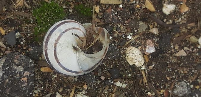 Eobania vermiculata  - Michele Cento