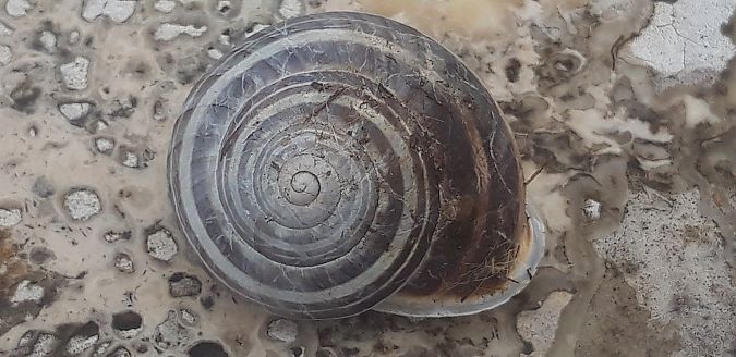 Eobania vermiculata  - Michele Cento