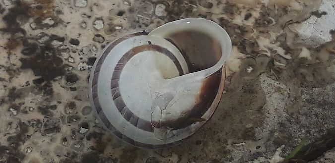 Eobania vermiculata  - Michele Cento