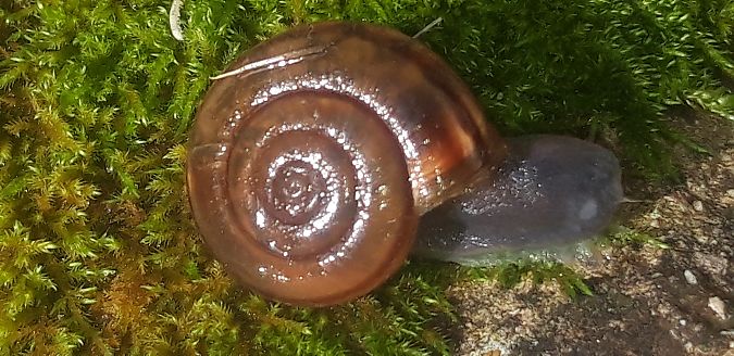 Chilostoma sp.  - Michele Cento