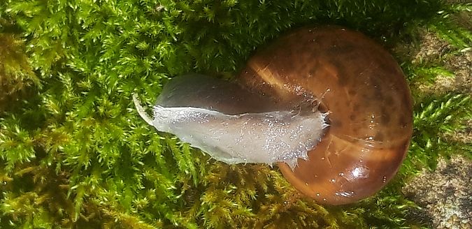 Chilostoma sp.  - Michele Cento
