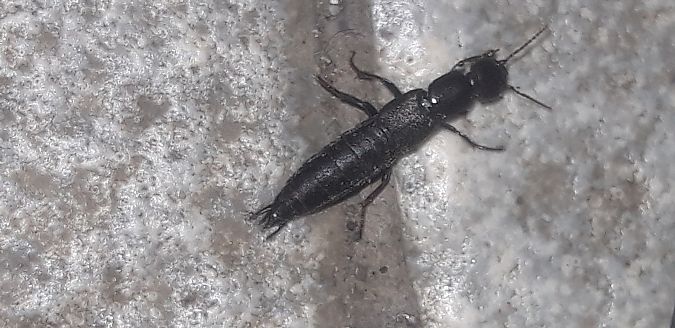 Tasgius ater  - Michele Cento