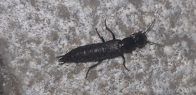 Tasgius ater  - Michele Cento