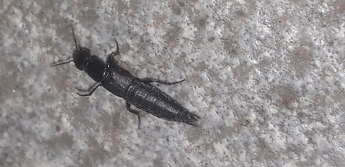 Tasgius ater  - Michele Cento