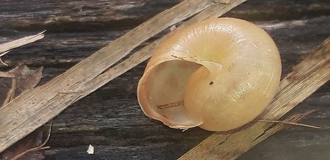 Monacha cantiana  - Michele Cento