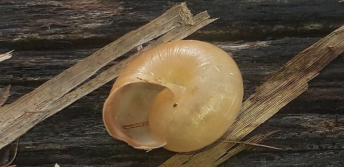 Monacha cantiana  - Michele Cento