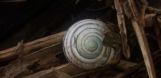Cepaea nemoralis  - Michele Cento