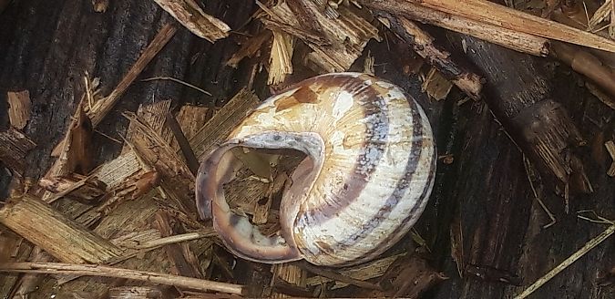 Cepaea nemoralis  - Michele Cento