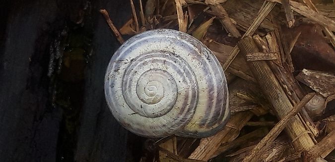 Cepaea nemoralis  - Michele Cento