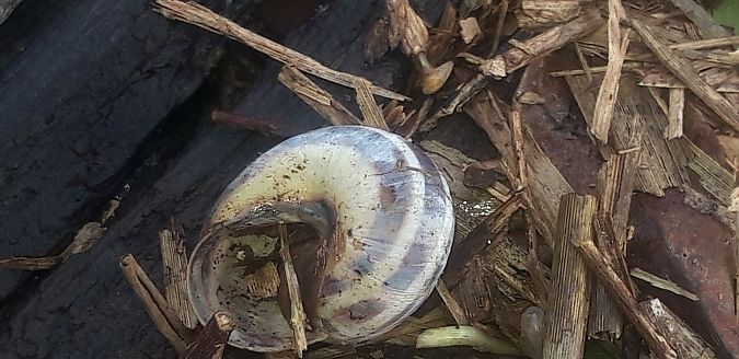 Cepaea nemoralis  - Michele Cento