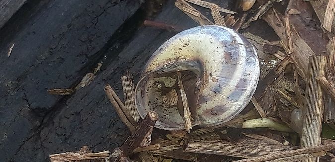 Cepaea nemoralis  - Michele Cento