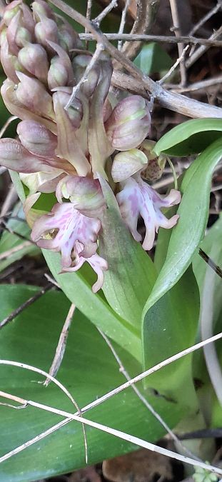 Himantoglossum robertianum 