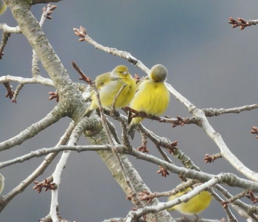 Venturone alpino  - Enrico Carta