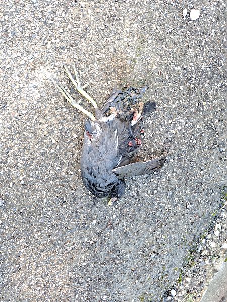 Gallinella d'acqua  - Stefano Sava