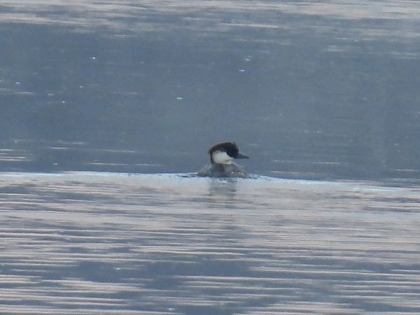 Zwergsäger  - Kacper Mikulski