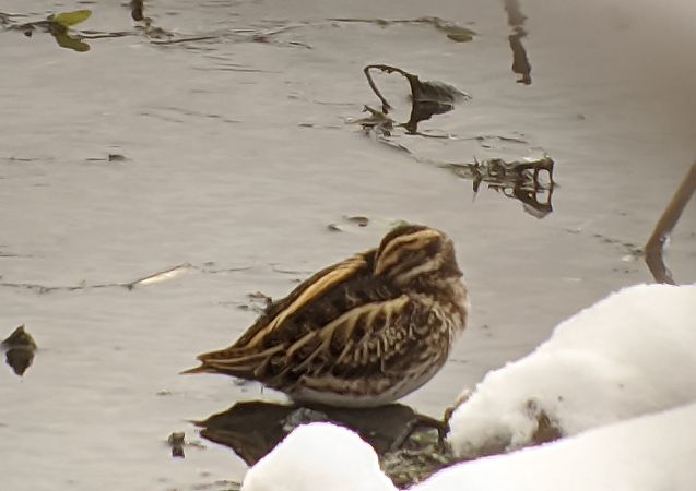 bekasik  - Tomasz Gogołek