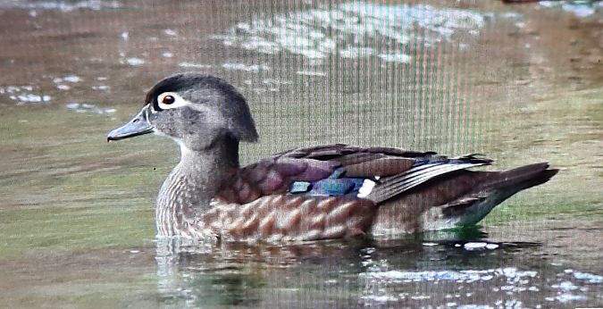 Anatra sposa  - Paolo Zonta