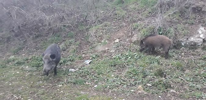 Wild Boar  - Michele Cento