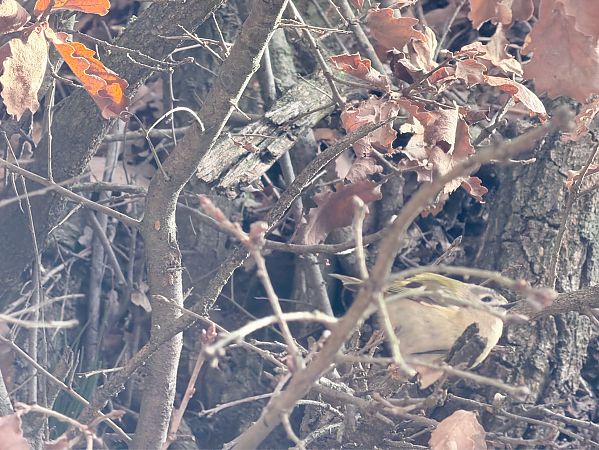 Reietó  - David Vilasís Boix