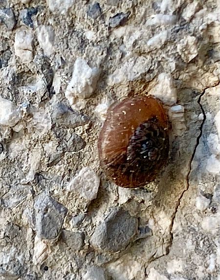 Xerotricha conspurcata  - Maria Rita Gelso