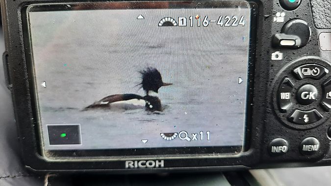 szlachar  - Ewa Lewandowska