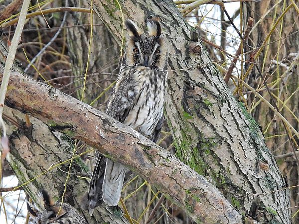 Waldohreule  - Kacper Mikulski