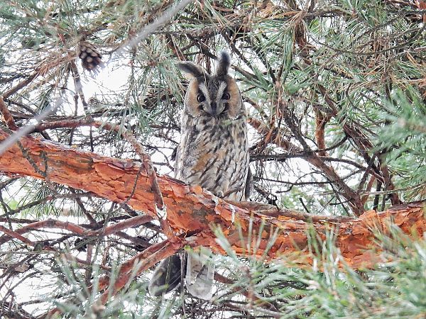 Waldohreule  - Kacper Mikulski