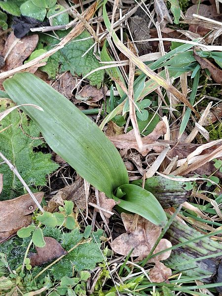 Himantoglossum hircinum  - Alain Fourmann