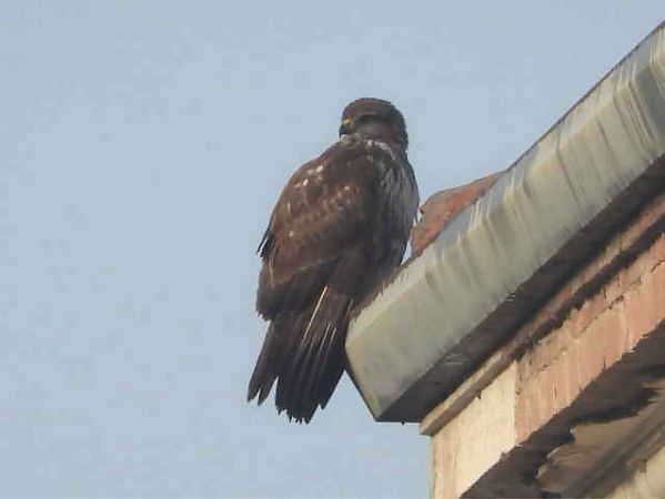 Mäusebussard  - Giampaolo Toniolo