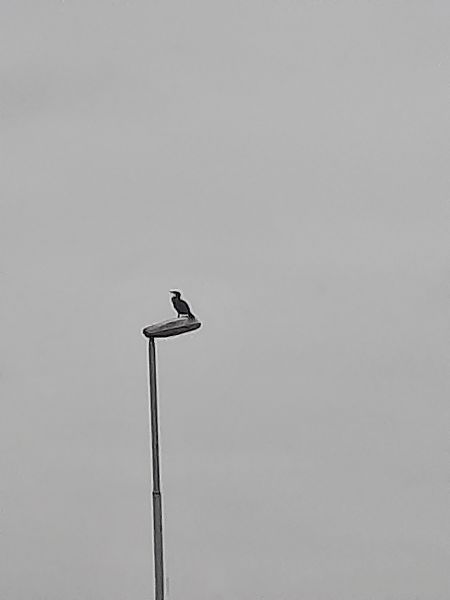 Cormorano  - Bassano Riboni