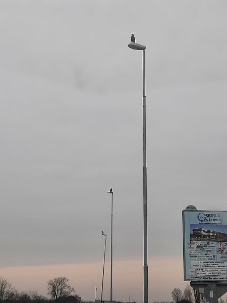 Cormorano  - Bassano Riboni