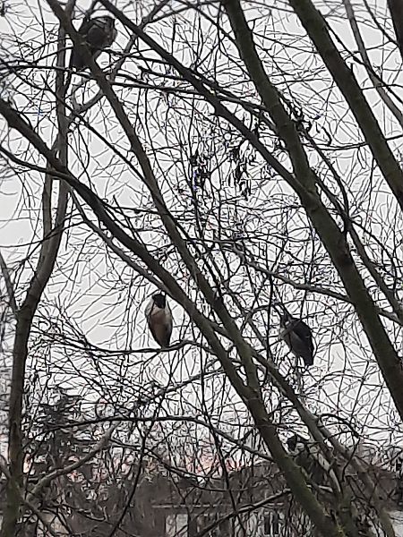 Nitticora  - Bassano Riboni