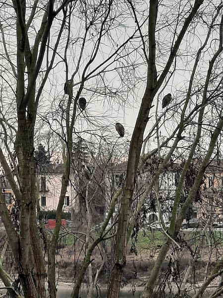 Nitticora  - Bassano Riboni