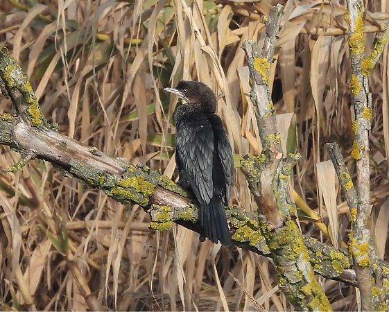 Marangone minore  - Giampaolo Toniolo