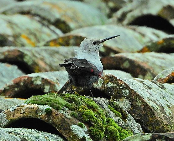 Picchio muraiolo  - Matteo Faggi