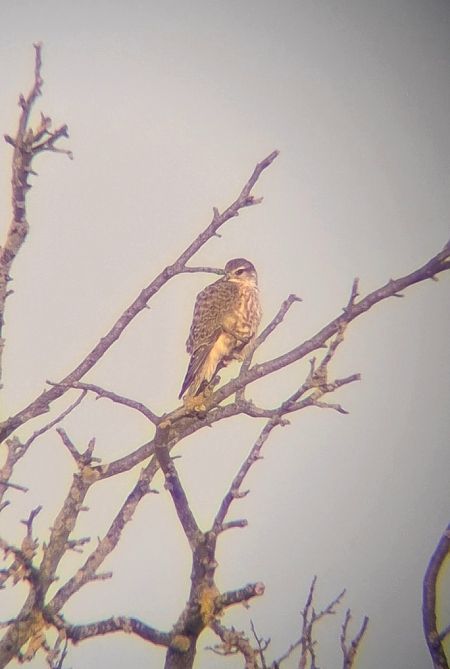 drzemlik  - Ewa Nalepa