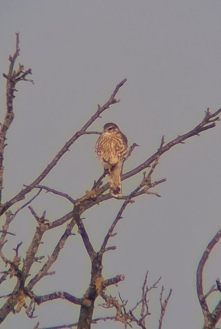 Merlin  - Ewa Nalepa