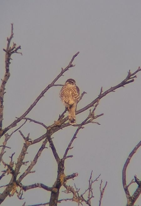 Merlin  - Ewa Nalepa