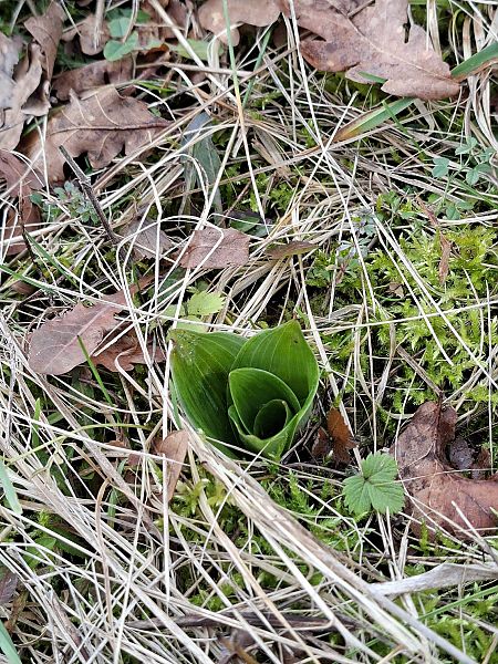 Orchis purpurea  - Alain Fourmann