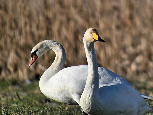 Cygne chanteur 