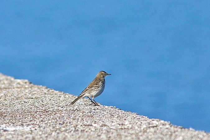 Spioncello  - Stefano Sava