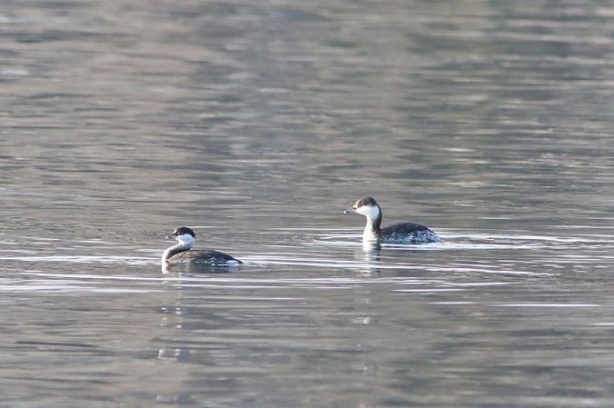 Svasso cornuto  - Stefano Sava
