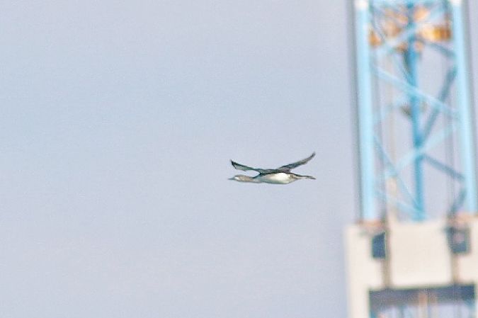 Strolaga minore  - Stefano Sava