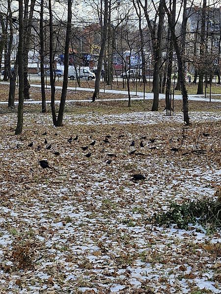 kawka  - Tomasz Zarzycki