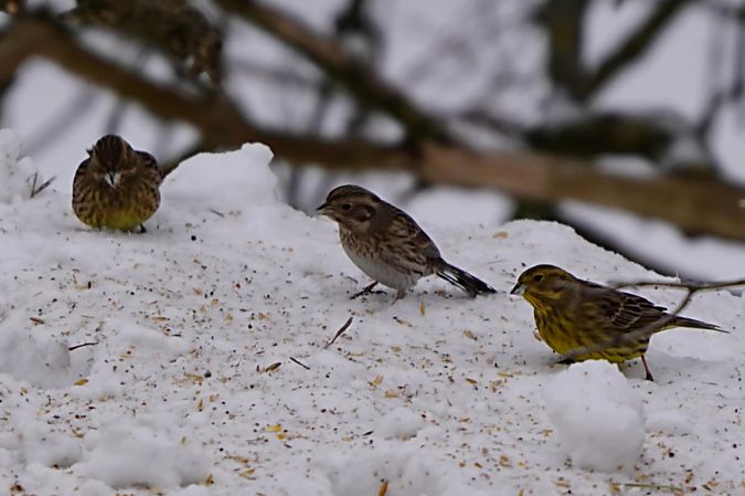 trznadel białogłowy 