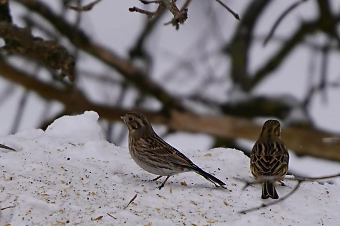 trznadel białogłowy 